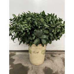 RUSCUS NACIONAL 80 CM