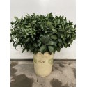 RUSCUS NACIONAL 80 CM