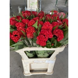 CELOSIA ROJA 80 CM