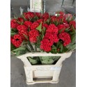 CELOSIA ROJA 80 CM