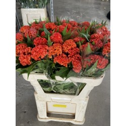 CELOSIA NARANJA 80 CM
