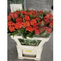 CELOSIA NARANJA 80 CM