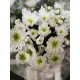 MARGARITA BLANCA RADOTS
