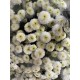 MARGARITA BOTON BLANCO COCONUT