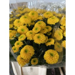 MARGARITA NACIONAL MINIPINPON AMARILLO