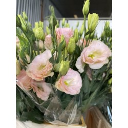 LISIANTHUS DOBLE CHAMPAN
