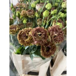LISIANTHUS DOBLE MARRON