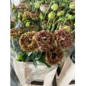 LISIANTHUS DOBLE MARRON