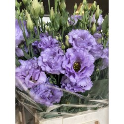 LISIANTHUS DOBLE MALVA