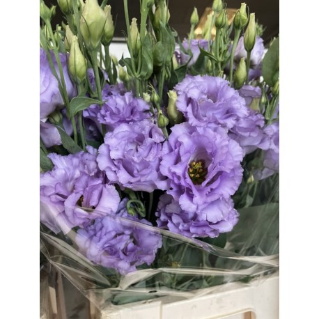 LISIANTHUS DOBLE MALVA