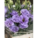 LISIANTHUS DOBLE MALVA