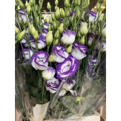 LISIANTHUS DOBLE FILO AZUL 