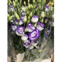 LISIANTHUS DOBLE FILO AZUL 