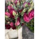 LISIANTHUS DOBLE FUCSIA