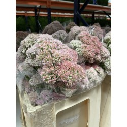 SEDUM NATURAL 60 CM