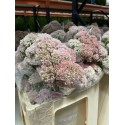 SEDUM NATURAL 60 CM