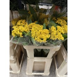 CELOSIA AMARILLA 80 CM