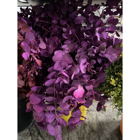 SANTOS-EUCALIPTO PINTADO FUCSIA
