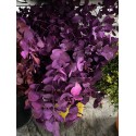 SANTOS-EUCALIPTO PINTADO FUCSIA
