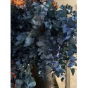 SANTOS-EUCALIPTO PINTADO AZUL