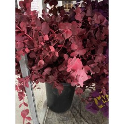 SANTOS-EUCALIPTO PINTADO ROJO