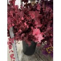 SANTOS-EUCALIPTO PINTADO ROJO