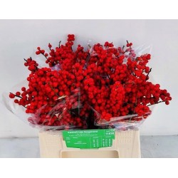 ILEX VERTICILLATA EXTRA 40 CM