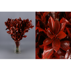 RUSCUS PINTADO ROJO 60 CM