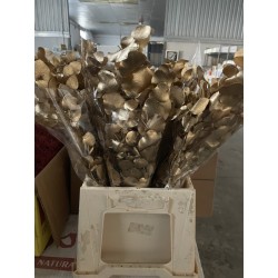 EUCALIPTO CINEREA PRESERVADO ORO