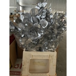 EUCALIPTO CINEREA PRESERVADO PLATA