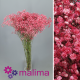 PANICULATA PINTADA ROJO 750 GR