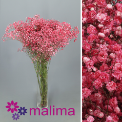 PANICULATA PINTADA ROJO 750 GR
