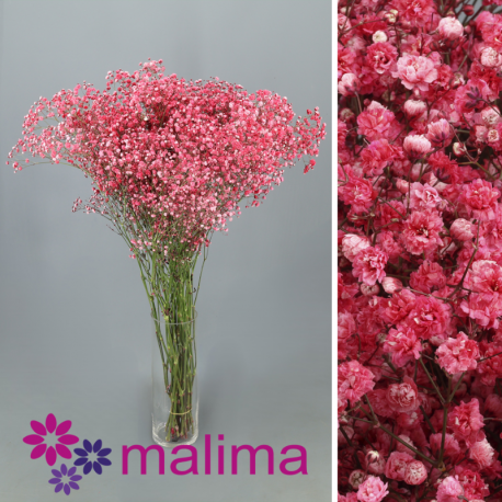 PANICULATA PINTADA ROJO 750 GR