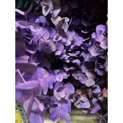 EUCALIPTO PINTADO LILA 60 CM