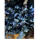 EUCALIPTO PINTADO AZUL 60 CM