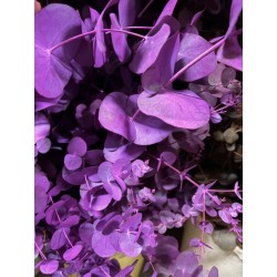 EUCALIPTO PINTADO FUCSIA 60 CM