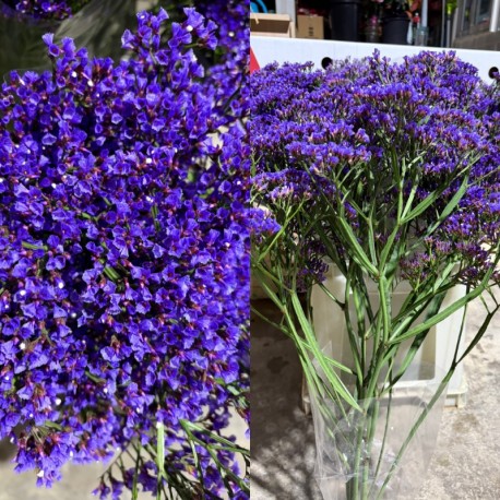 LIMONIUM AZUL PEREZII (POMO)