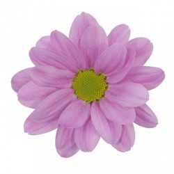 MARGARITA NACIONAL ROSA