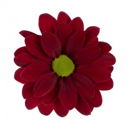 MARGARITA NACIONAL ROJA