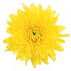 MARGARITA NACIONAL EURO AMARILLA
