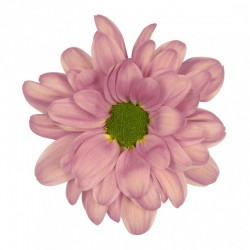 MARGARITA NACIONAL SALMON