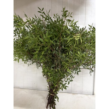 LENTISCO EXTRA MURCIA