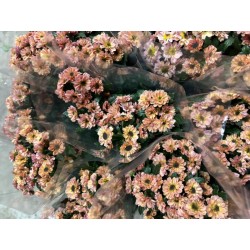 MARGARITA SANTINI SALMON