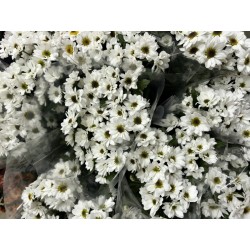 MARGARITA SANTINI BLANCA