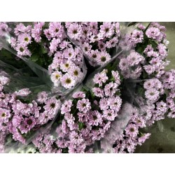 MARGARITA SANTINI ROSA