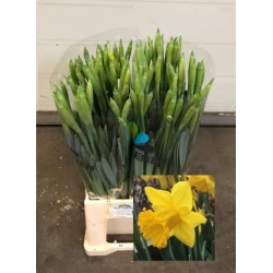 NARCISO DUTCH MASTER