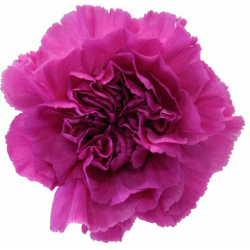 CLAVEL NACIONAL LILA EX