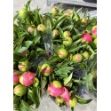 PEONIA CORAL HAWAII 50 CM
