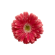 GERBERA ROSA FILO BLANCO