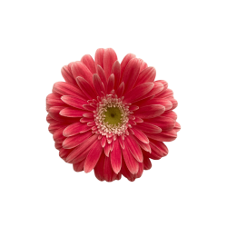 GERBERA ROSA FILO BLANCO